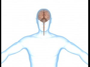 human brain anatomy 3D Model