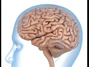 human brain anatomy 3D Model