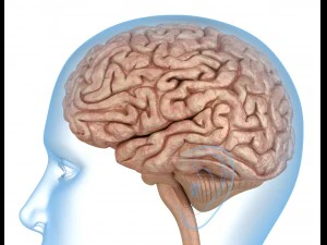 human brain anatomy 3D Model