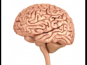 human brain anatomy 3D Model