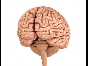 human brain anatomy 3D Model