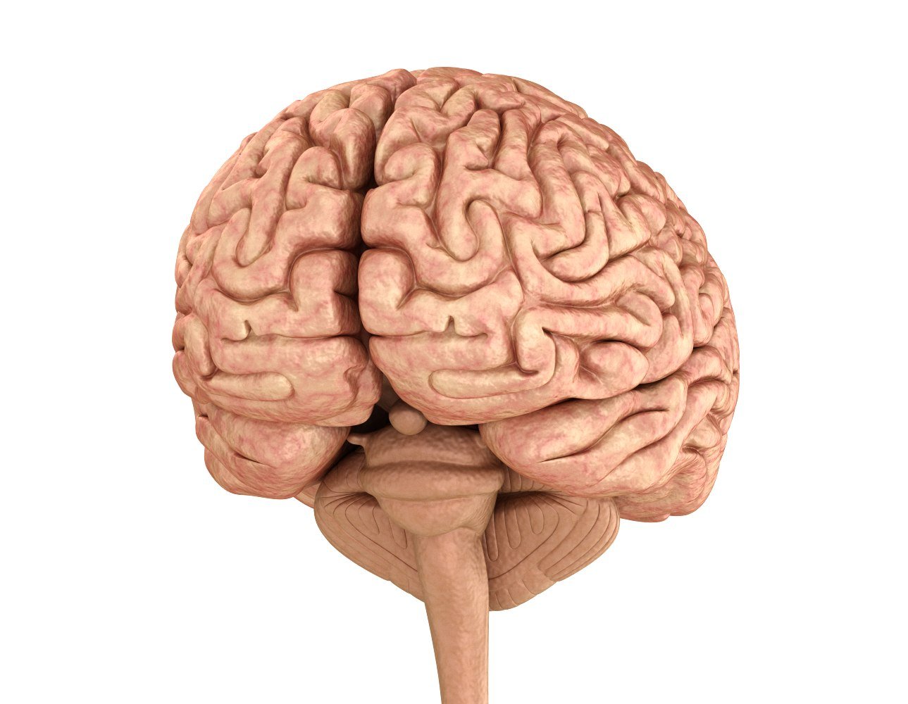 Человеческий мозг анатомия