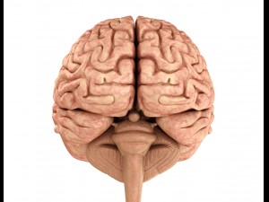 human brain anatomy 3D Model