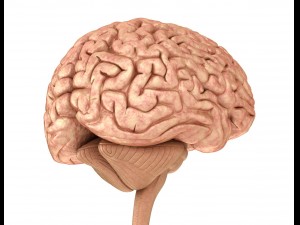 human brain anatomy 3D Model
