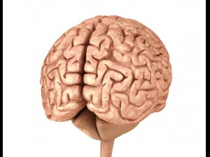 human brain anatomy 3D Model
