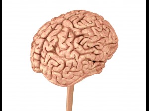 human brain anatomy 3D Model