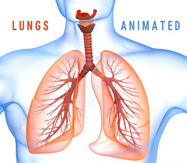 human lungs - pulmonary system 3D Model .c4d .max .obj .3ds .fbx .stl .blend 