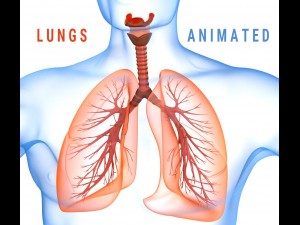human lungs - pulmonary system 3D Model