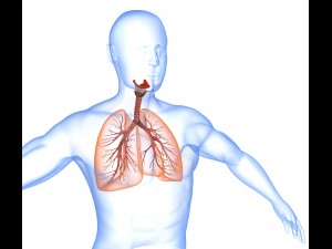 human lungs - pulmonary system 3D Model