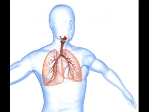 human lungs - pulmonary system 3D Model