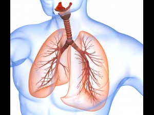 human lungs - pulmonary system 3D Model