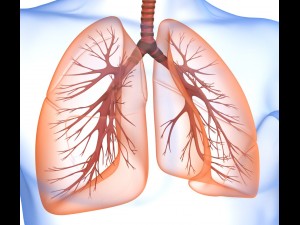 human lungs - pulmonary system 3D Model