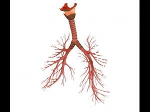human lungs - pulmonary system 3D Model