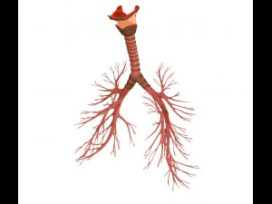 human lungs - pulmonary system 3D Model