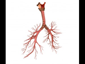 human lungs - pulmonary system 3D Model