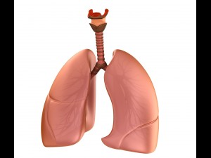 human lungs - pulmonary system 3D Model