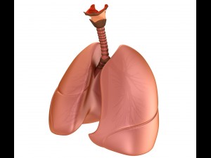 human lungs - pulmonary system 3D Model