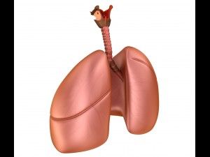 human lungs - pulmonary system 3D Model
