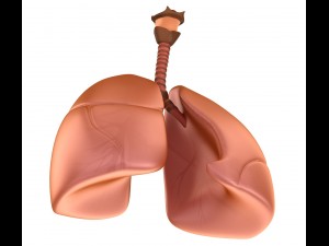 human lungs - pulmonary system 3D Model