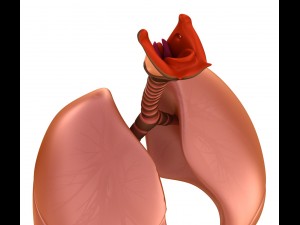 human lungs - pulmonary system 3D Model