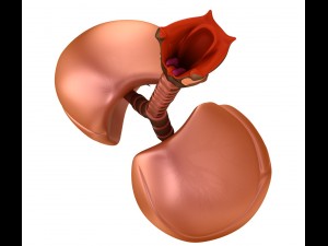 human lungs - pulmonary system 3D Model