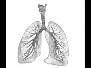 human lungs - pulmonary system 3D Model