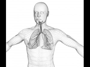 human lungs - pulmonary system 3D Model