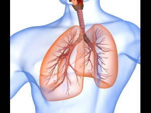 human lungs - pulmonary system 3D Model