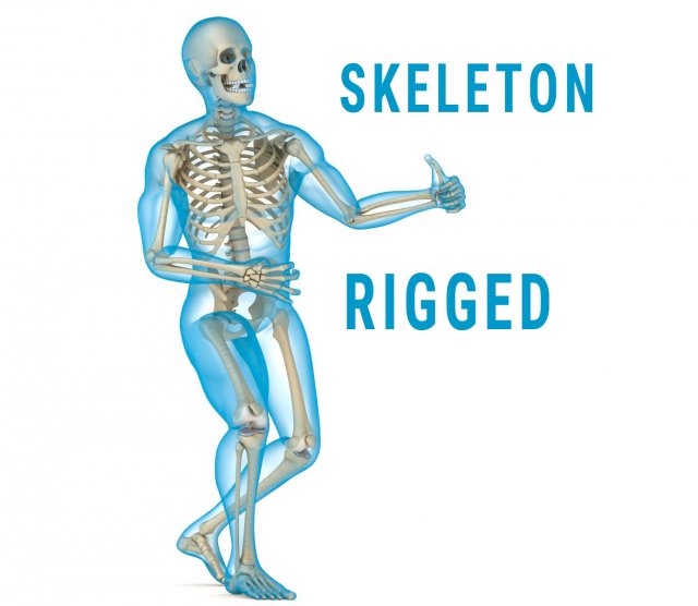 human skeleton and body rigged Model 3D .c4d .max .obj .3ds .fbx .stl .blend 