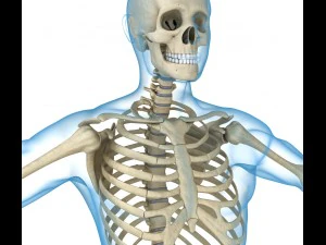 human skeleton and body rigged 3D Model