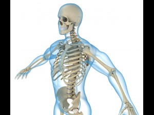 human skeleton and body rigged Model 3D