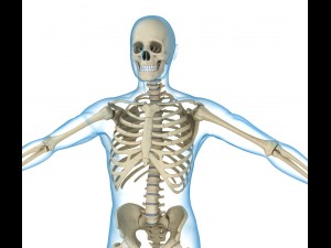 human skeleton and body rigged Model 3D