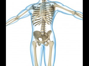 human skeleton and body rigged Model 3D
