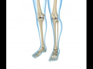 human skeleton and body rigged Model 3D