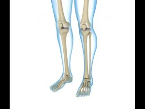 human skeleton and body rigged 3D Model