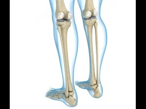 human skeleton and body rigged 3D Model