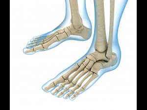 human skeleton and body rigged Model 3D