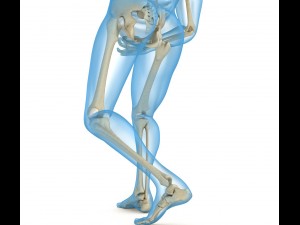 human skeleton and body rigged Model 3D