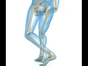 human skeleton and body rigged 3D Model