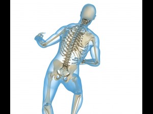 human skeleton and body rigged Model 3D
