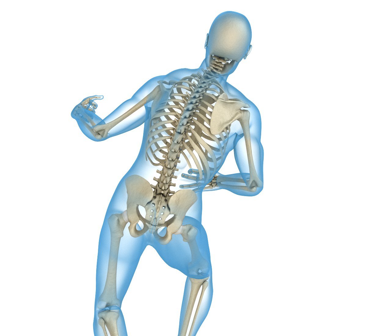 Модель скелета человека. Скелет человека грудной отдел. Скелет человека 3д. Скелет человека опорно двигательная система.