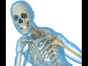 human skeleton and body rigged Model 3D