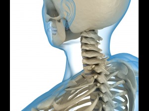 human skeleton and body rigged Model 3D