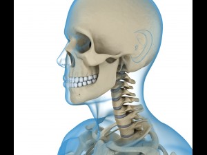 human skeleton and body rigged Model 3D