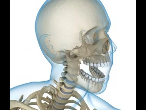 human skeleton and body rigged 3D Model