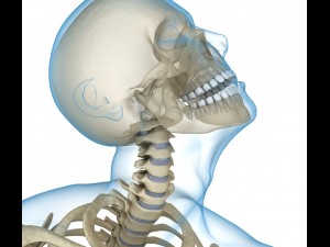 human skeleton and body rigged Model 3D