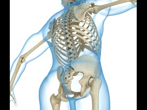 human skeleton and body rigged Model 3D