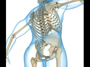 human skeleton and body rigged 3D Model