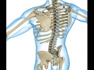 human skeleton and body rigged Model 3D