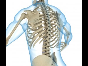 human skeleton and body rigged Model 3D